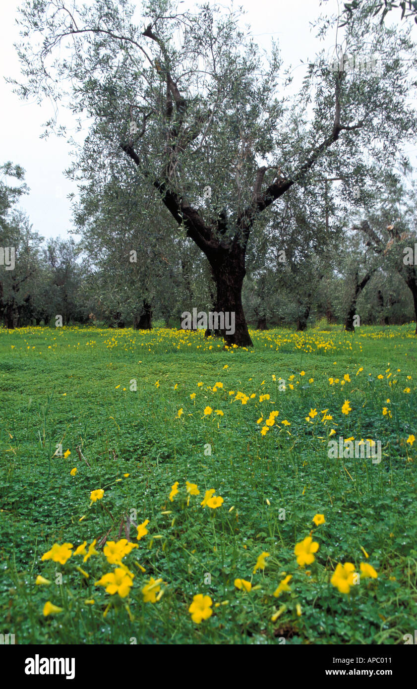 Olive grove full of yellow wild flowers. Stock Photo