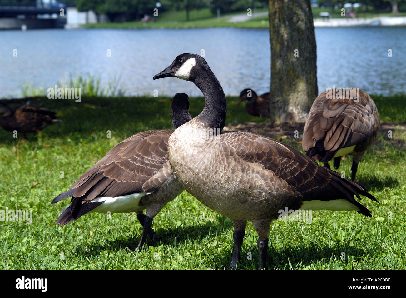 Canadian geese near Rideau River Stock Photo