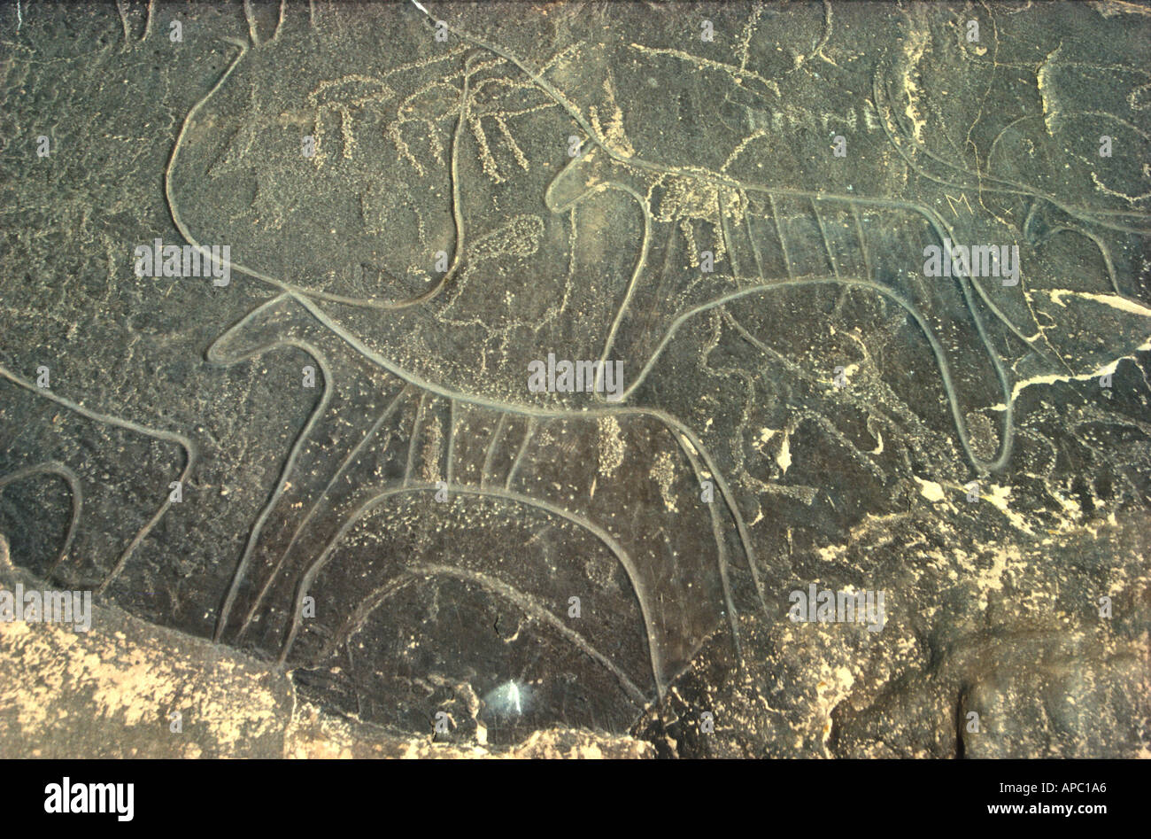 Ancient Rock Etchings of Antelope near Taghit Sahara Desert Algeria North Africa Stock Photo