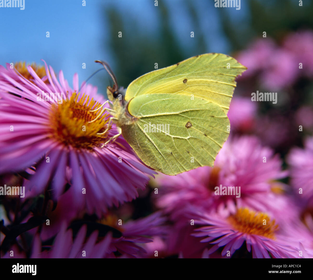 Male Brimstone butterfly Gonepteryx Rhamni feeding on Michaelmas Daisy flowers Stock Photo