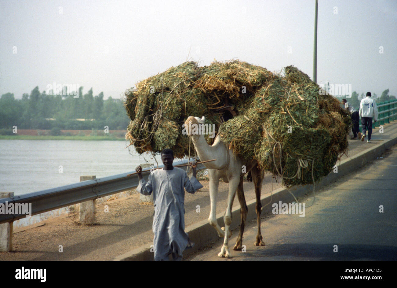 Camel carting large load of straw Kennedy Bridge across Niger River