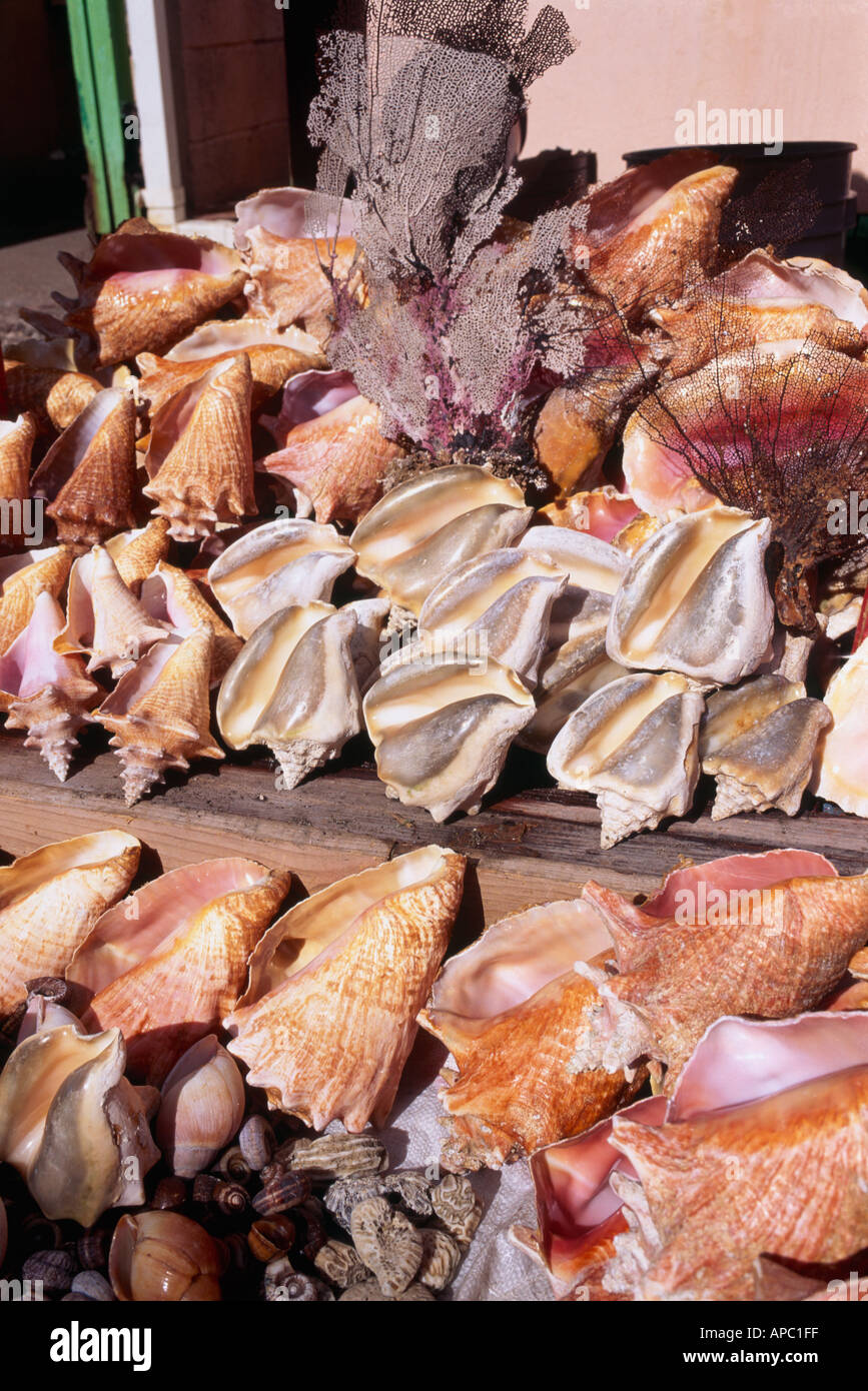 Conch shells hires stock photography and images Alamy