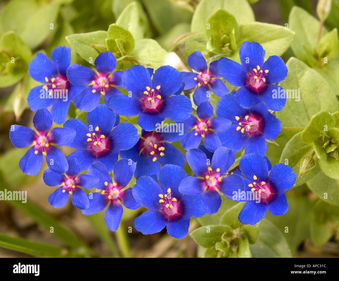 Flowers of Cyprus Stock Photo Alamy