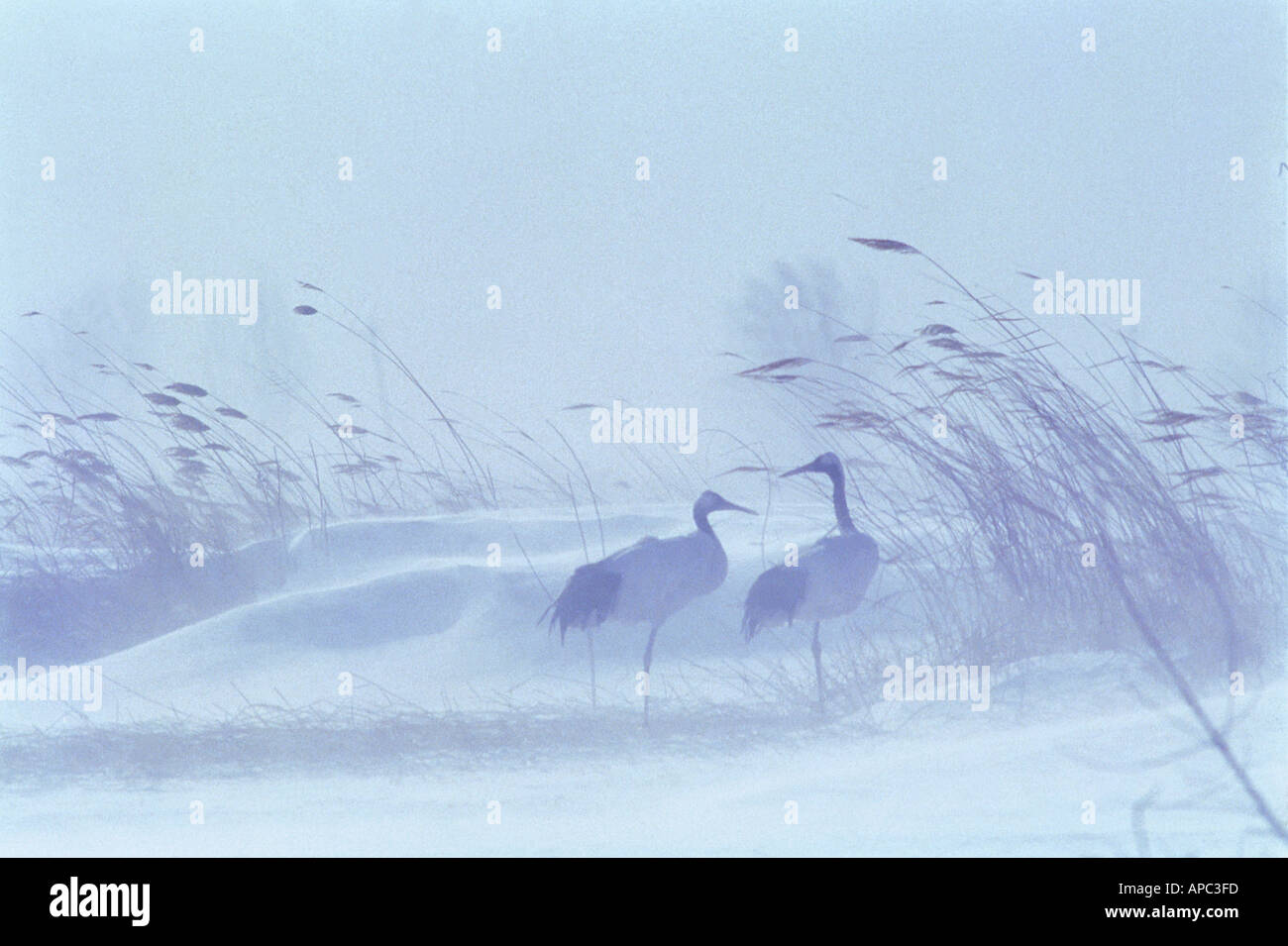 red crowned crane China Stock Photo - Alamy