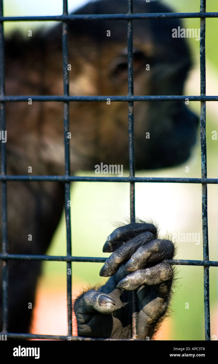 Caged Monkey Stock Photo