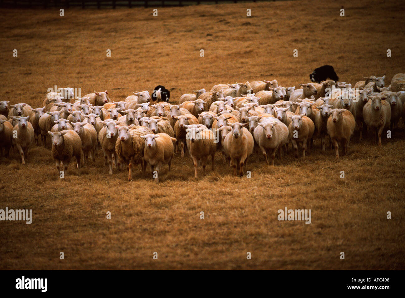 Sheep and Herding Dogs Stock Photo