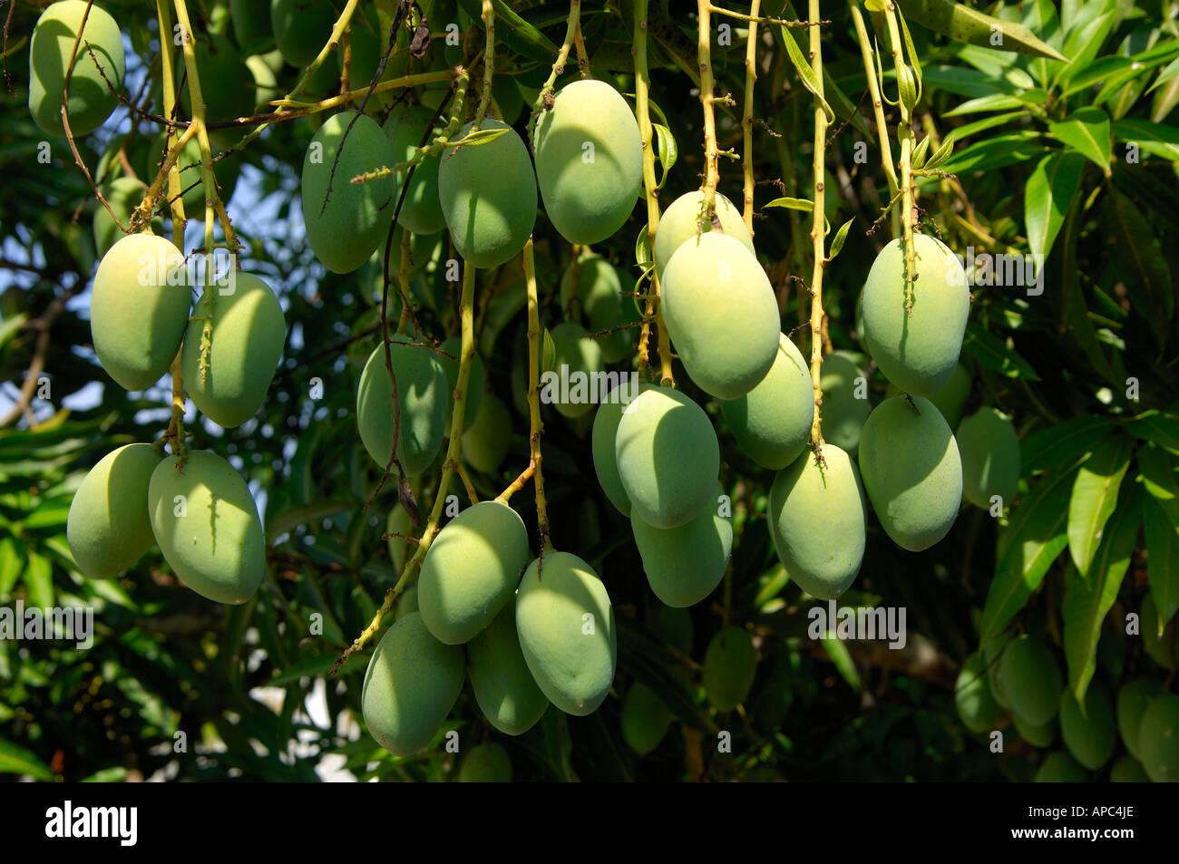 Fruits of the Mango Tree Mangifera indica Stock Photo Alamy