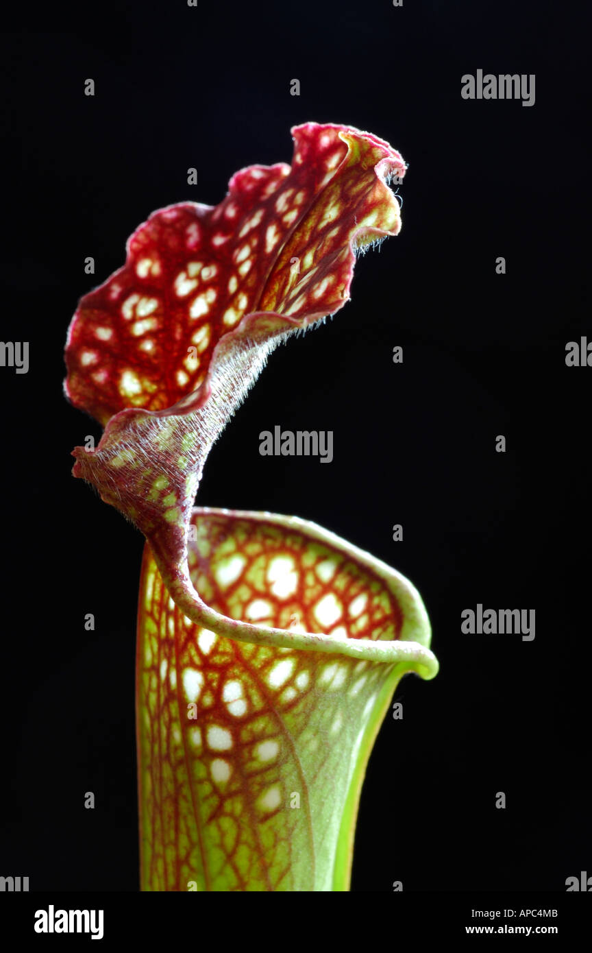 Pitcher plant Sarracenia spec Stock Photo Alamy