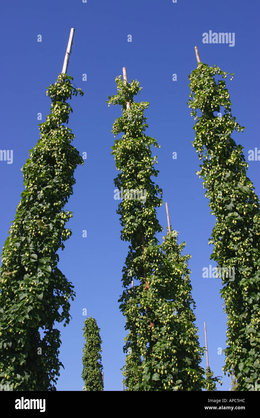 In tradional manner cultivated hops-plants hop Humulus lupulus growing at hop-poles Stock Photo