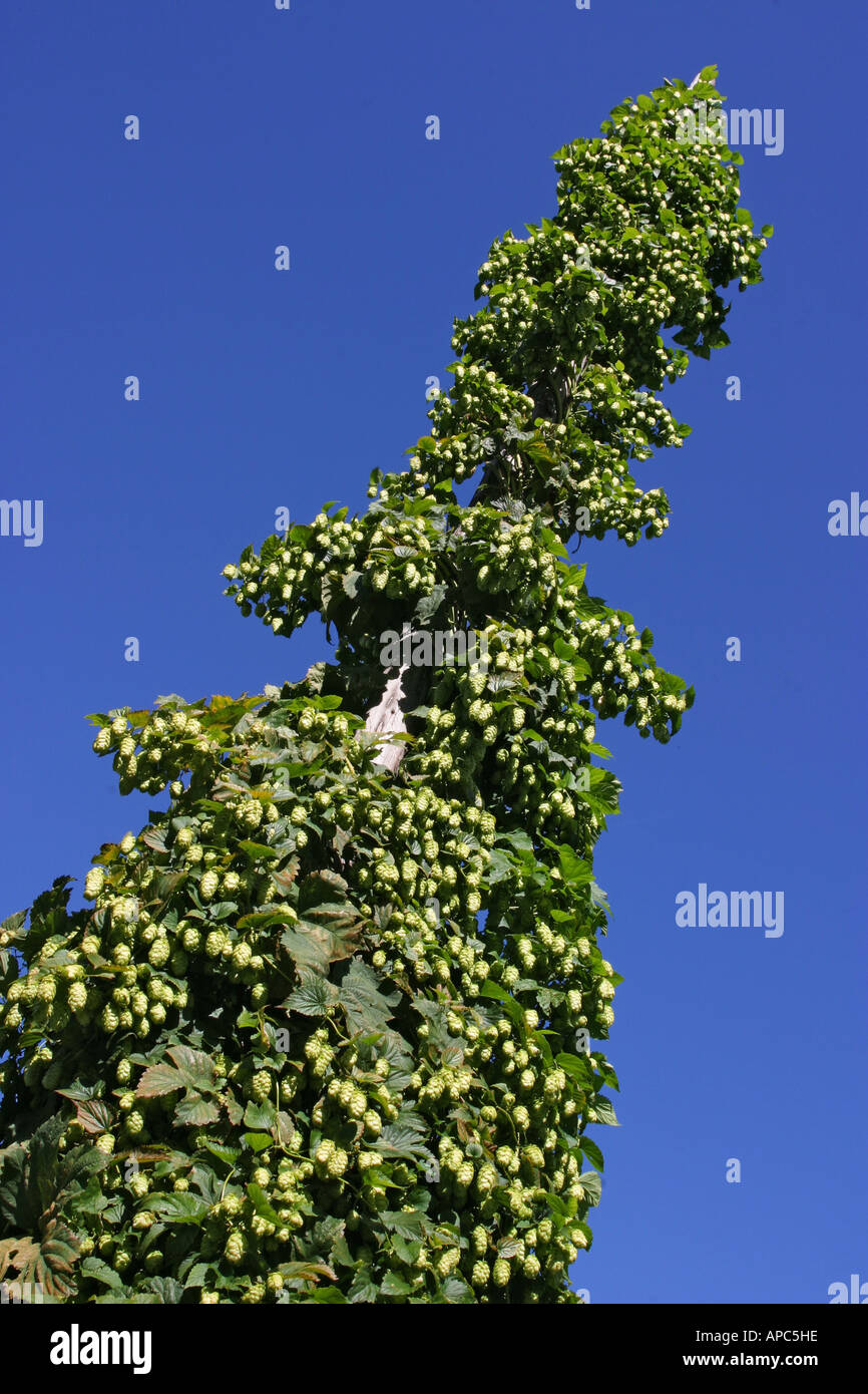 In tradional manner cultivated hops-plants hop Humulus lupulus growing at hop-poles Stock Photo