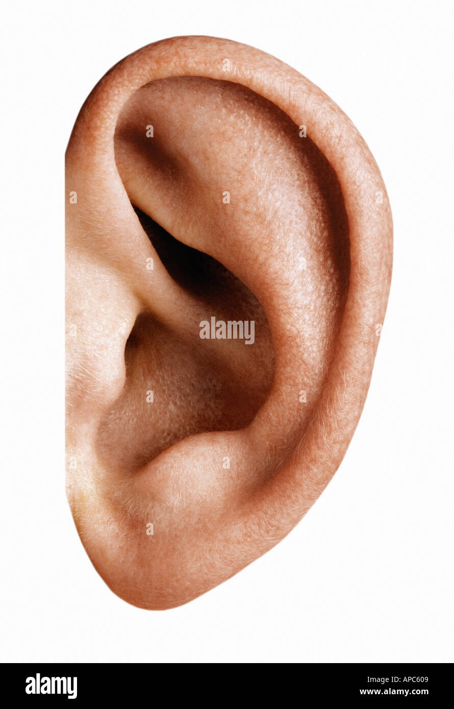 Human ear lobe Cut Out Stock Images & Pictures - Alamy