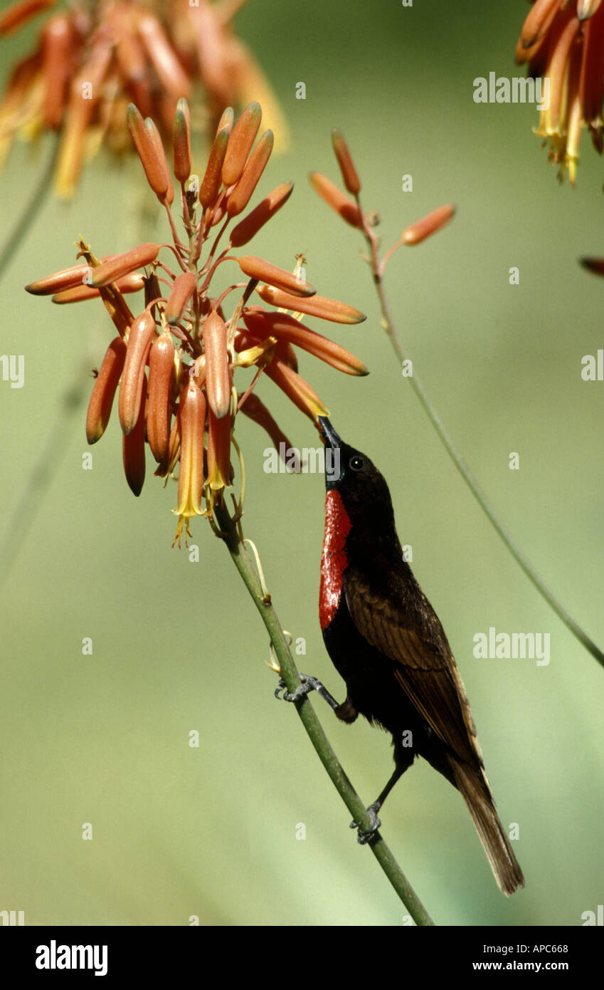 Scarlet chested Sunbird Nectarinia senegalensis feeds on nectar from