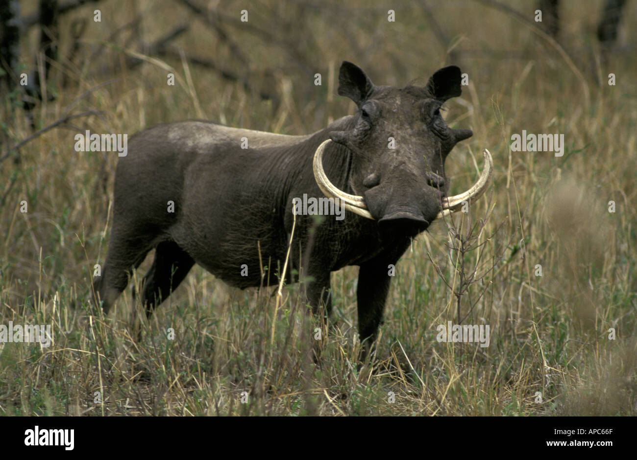 Large male warthog with large impressive well balance tusks Masai Mara National Reserve Kenya East Africa Stock Photo