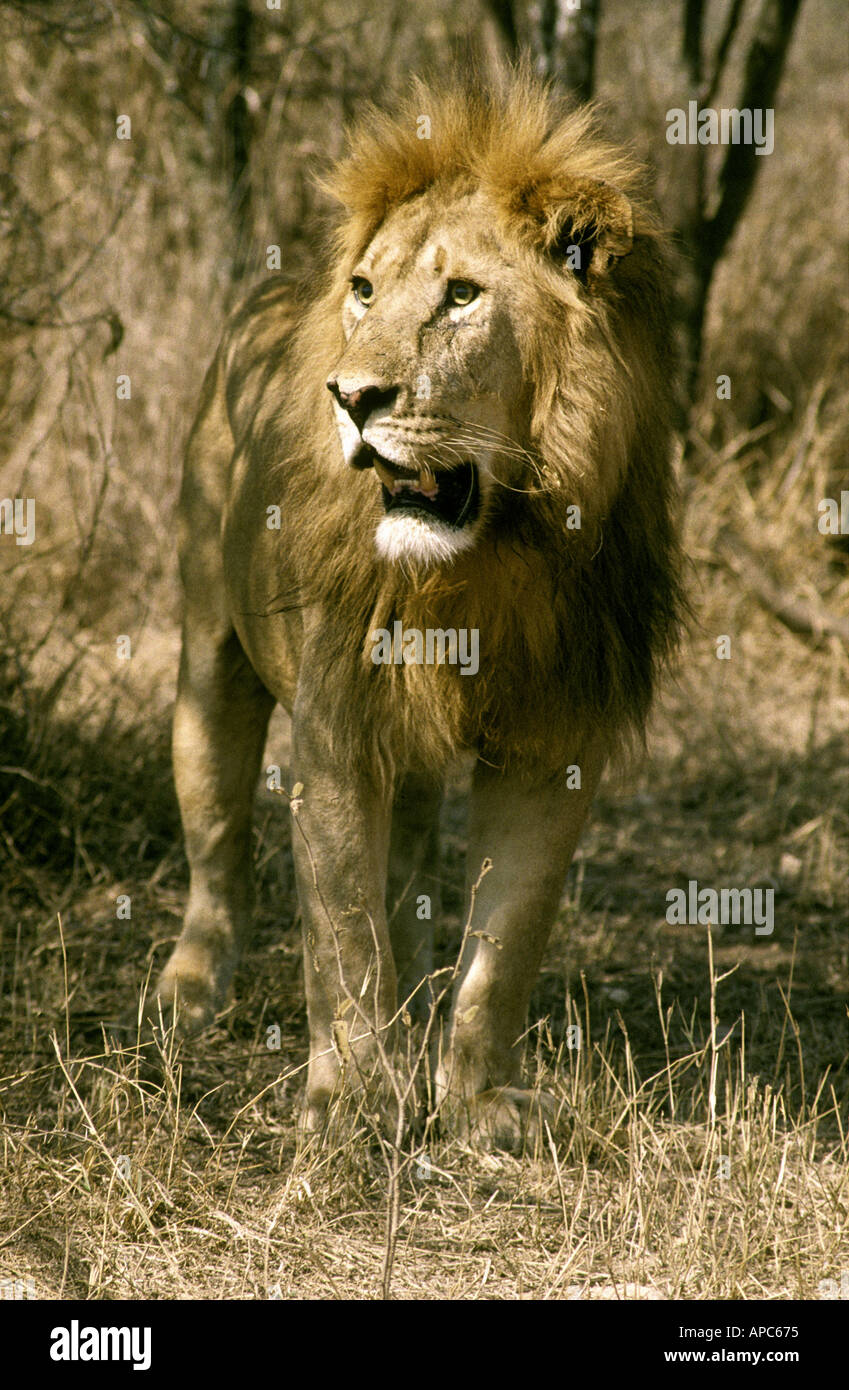 Head and shoulder portrait of a mature male lion with a very full luxuriant mane Kenya Stock Photo
