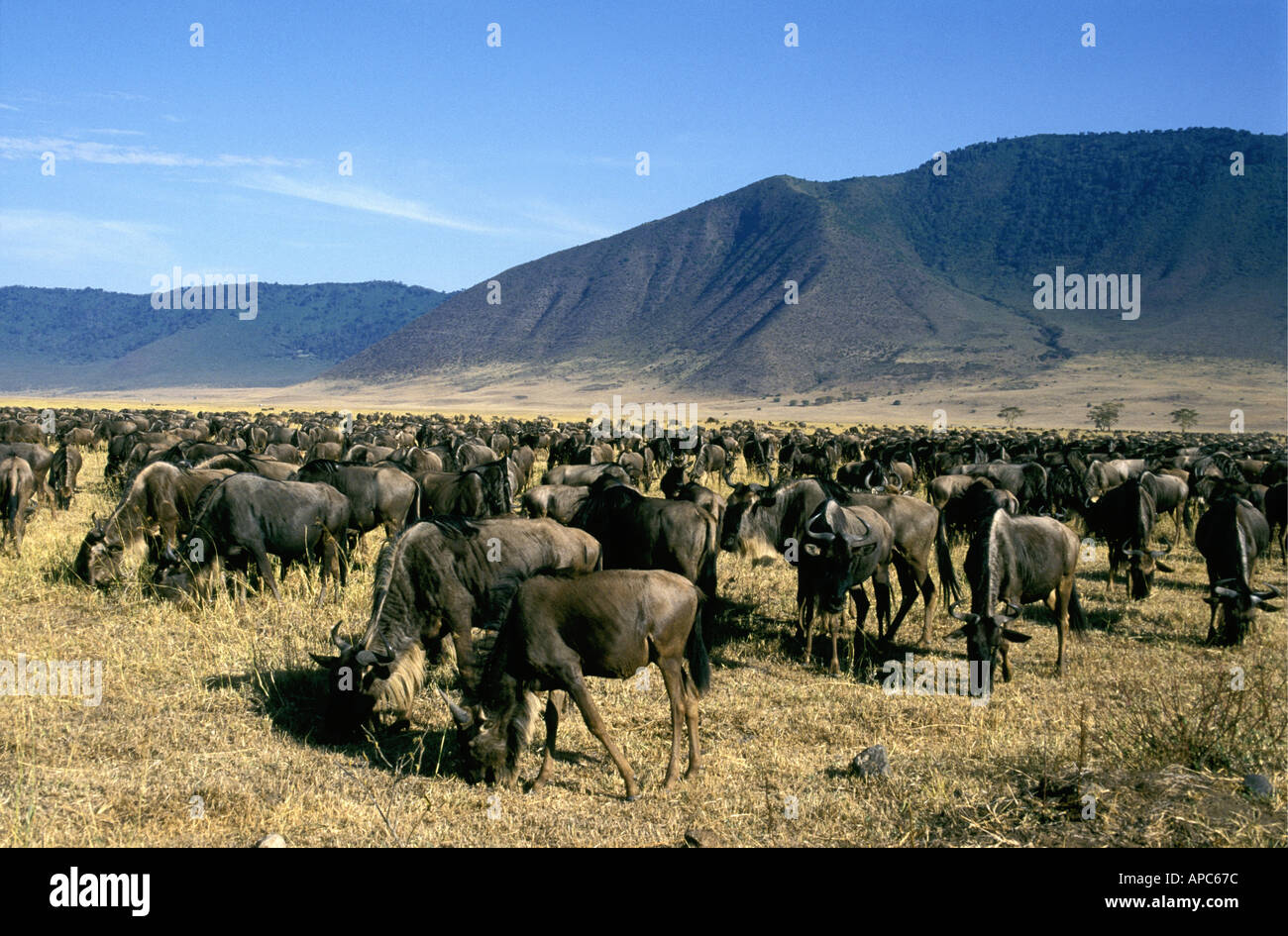 A herd of several thousand wildebeest or White Bearded Gnu in Ngorongoro Crater Tanzania East Africa Stock Photo