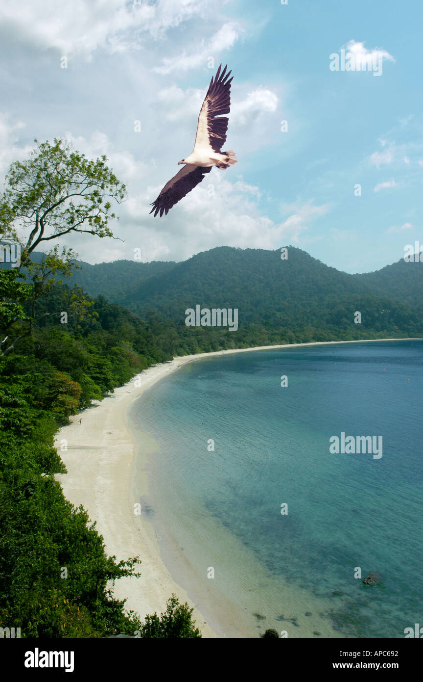 Lone eagle flies over Datai Bay Langkawi Malaysia Stock Photo