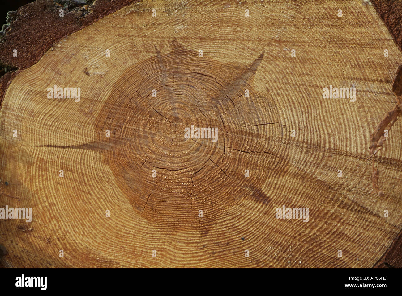 Cut by a coniferous tree. Structure of the wood Stock Photo - Alamy