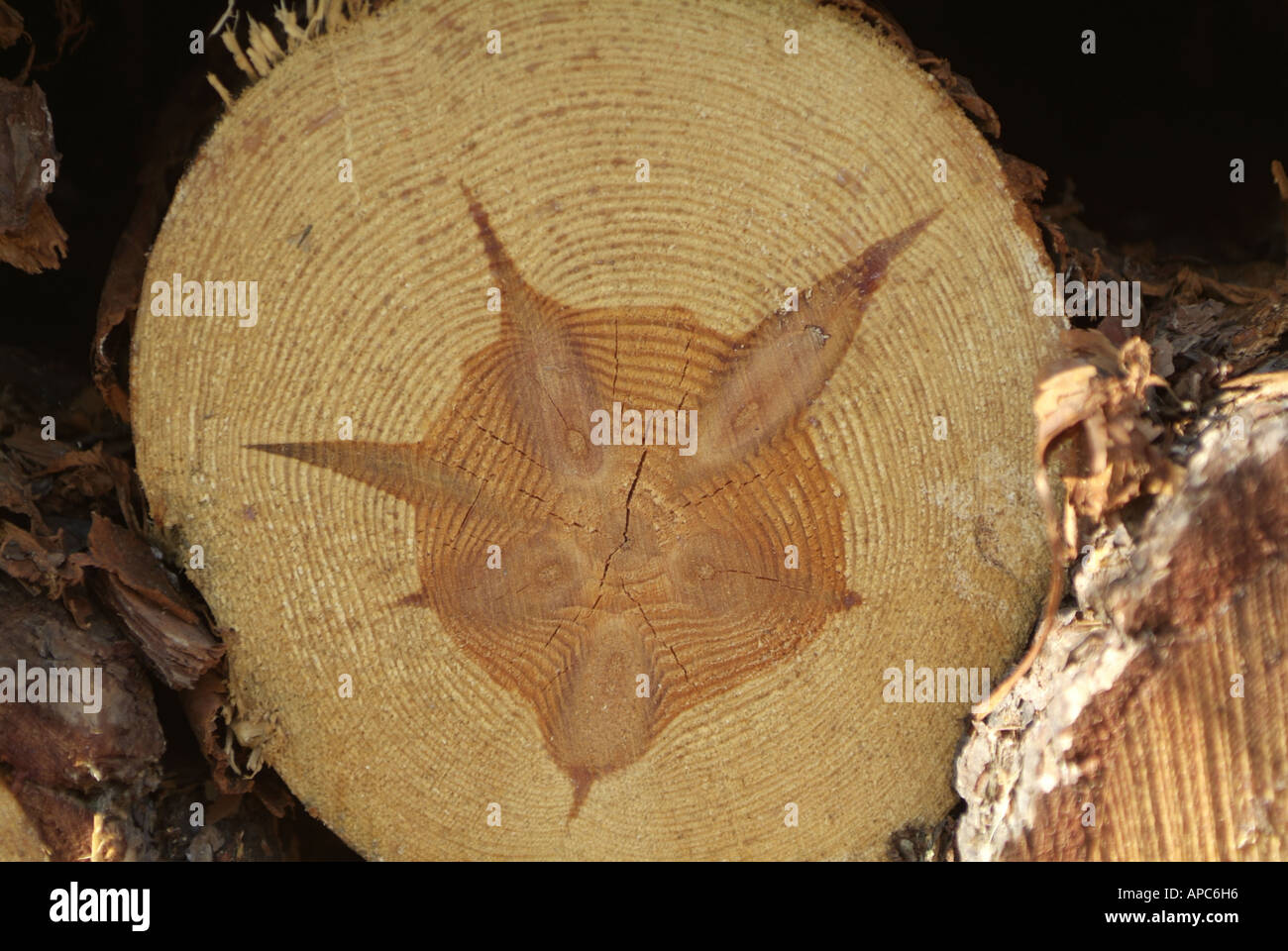 Cut by a coniferous tree. Structure of the wood Stock Photo Alamy