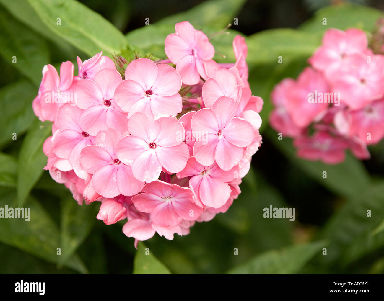 Pink phlox (Phlox paniculata) Stock Photo