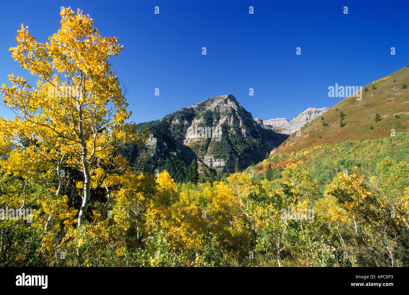 Indian summer at Mount Timpanogos, Wasatch Range, Utah, USA Stock Photo