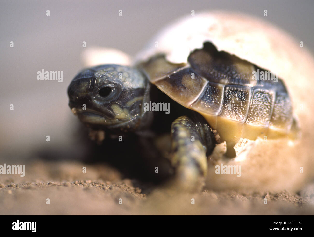 Hatching Hermann's tortoise (Testudo hermanni Stock Photo - Alamy