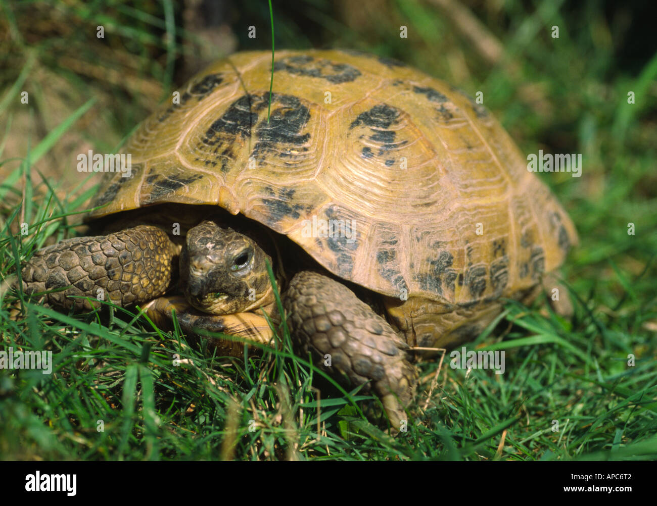 Russian tortoise testudo horsfieldi hires stock photography and images