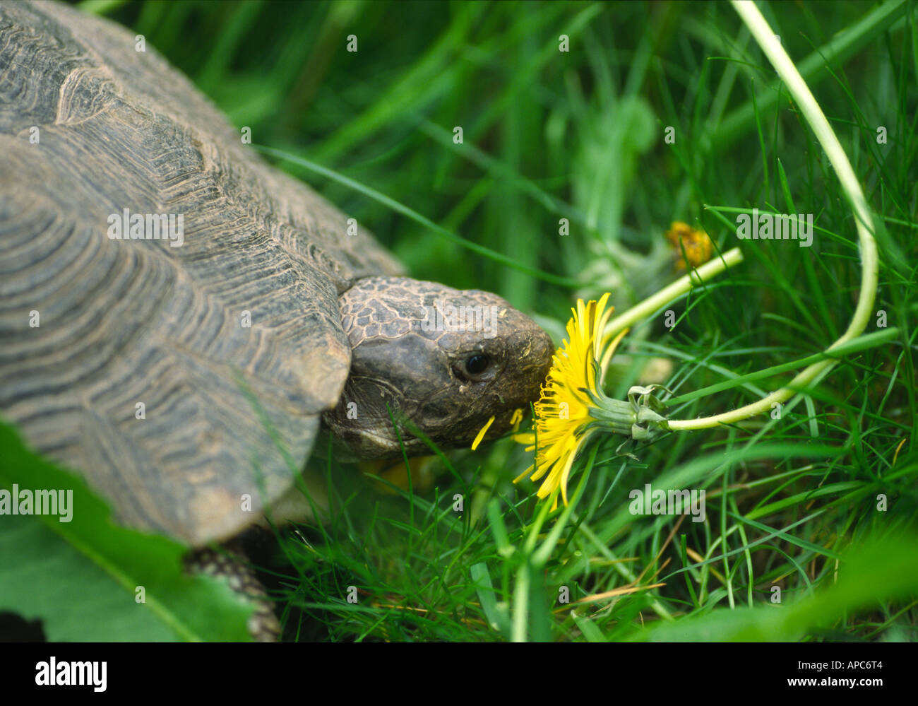 Marginated tortoise (Testudo marginata) feeding on a flower of
