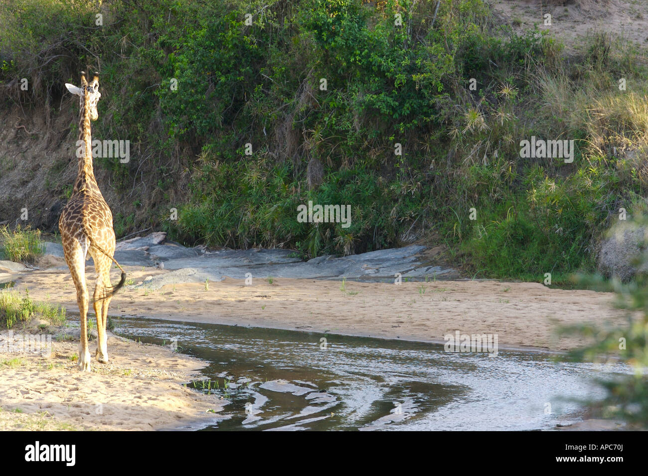 Tanzania giraffe river hi-res stock photography and images - Alamy