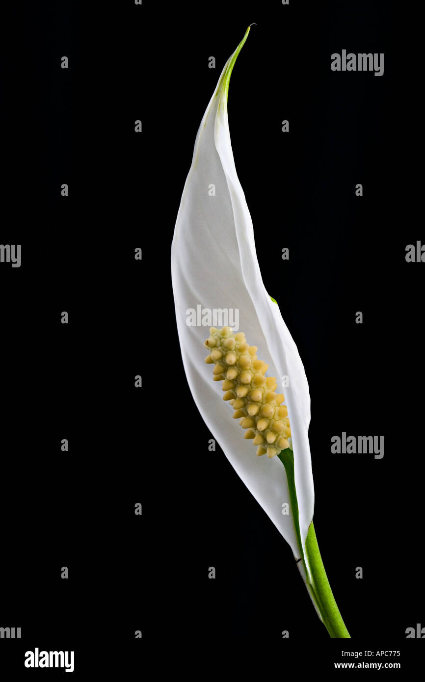 Peace Lily Spathiphyllum Floribundum Stock Photo