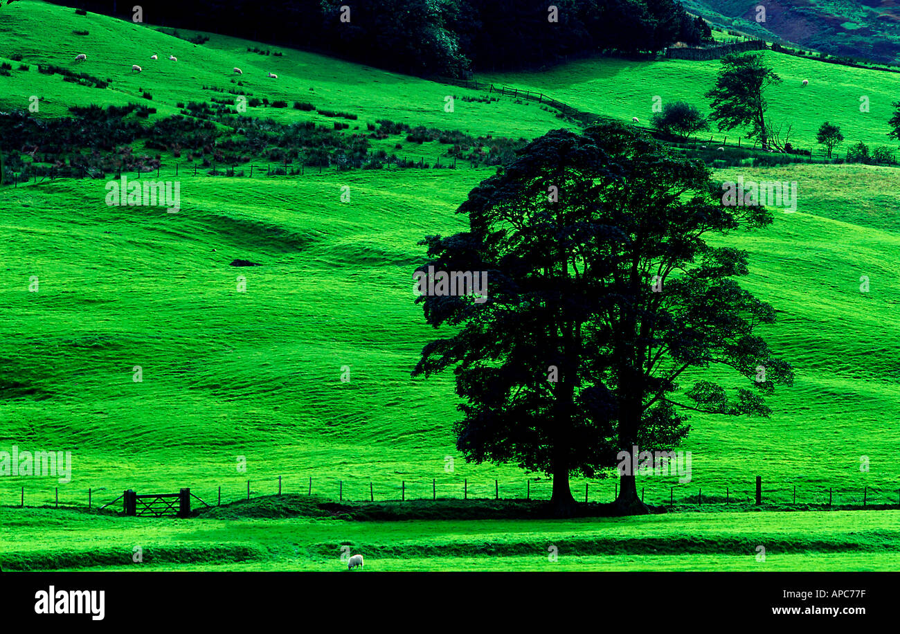 Single tree in the fields hi-res stock photography and images - Alamy
