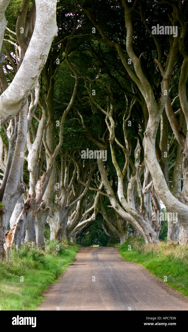 Straight road with a canopy of trees hi-res stock photography and ...