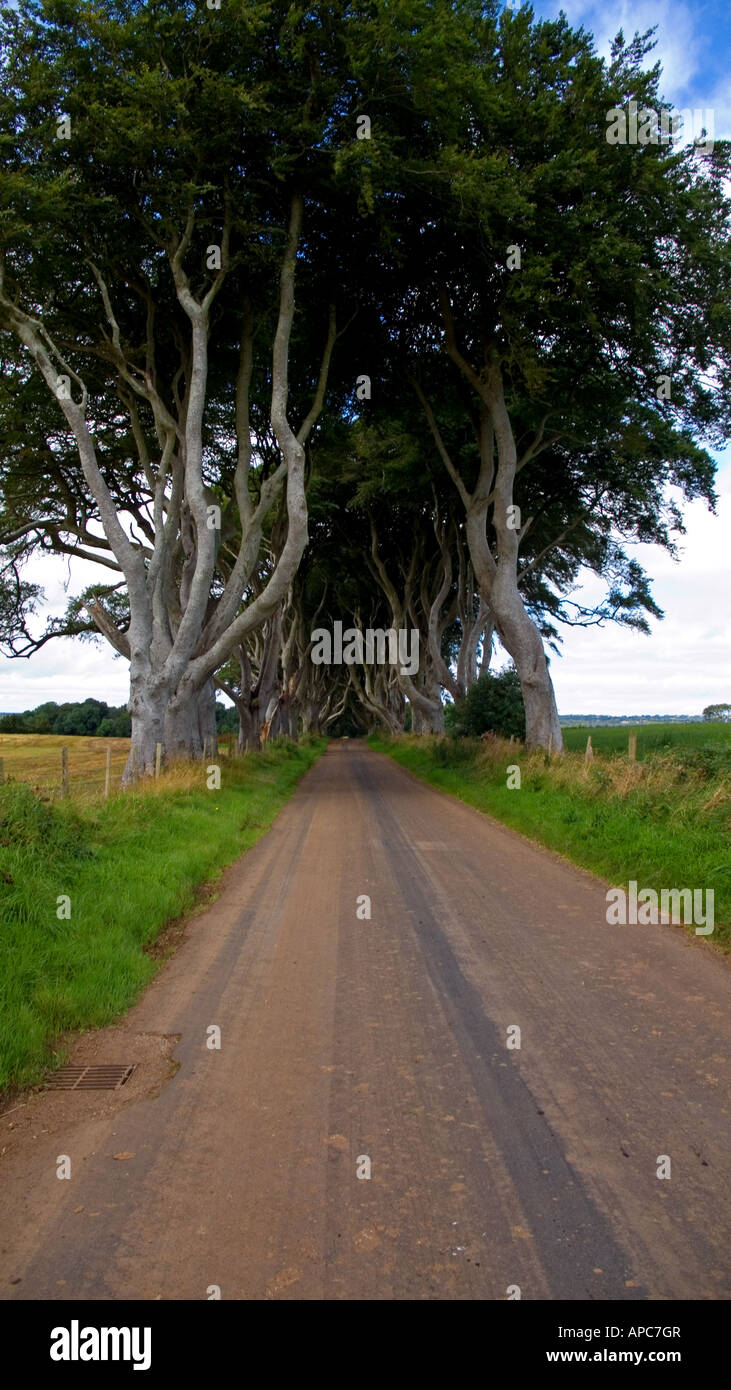 Straight road with a canopy of trees hi-res stock photography and ...