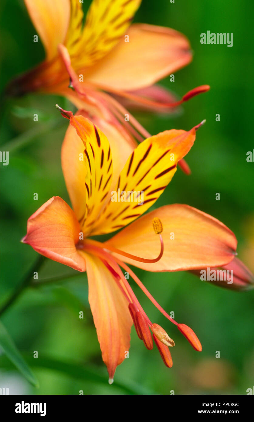 Alstroemeria aurea commonly know as Peruvian Lily Family name Alstroemeriaceae Stock Photo