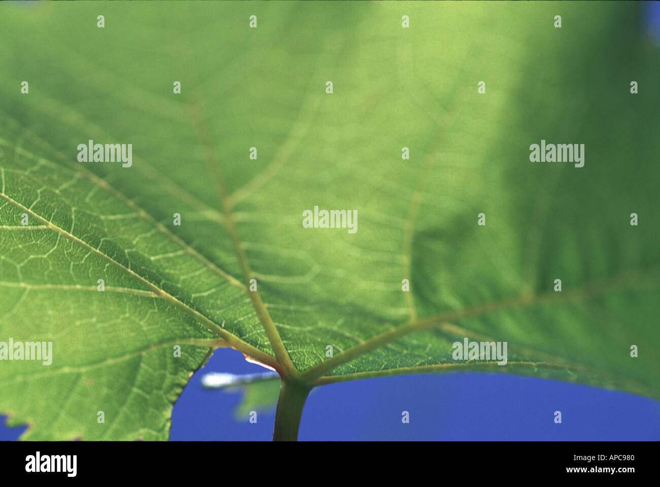 Backlit vine leaf detail hi-res stock photography and images - Alamy