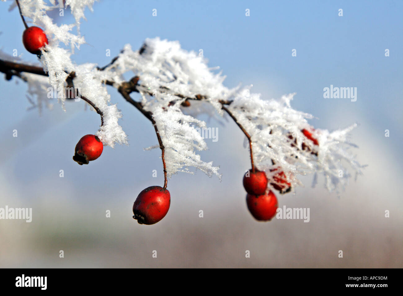 Hips covered hi-res stock photography and images - Alamy