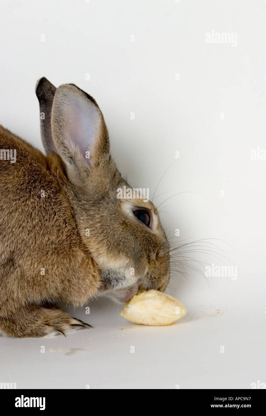 Growing Incisor Teeth High Resolution Stock Photography and Images - Alamy