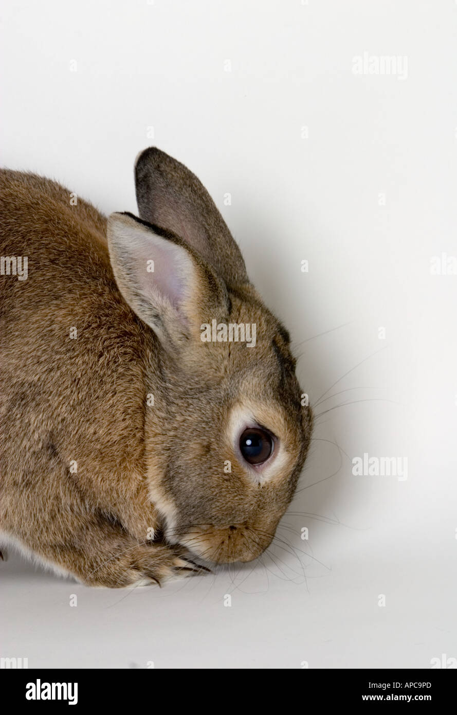 Domestic Pet Rabbit In Studio Setting. Vertical. Negative space ...