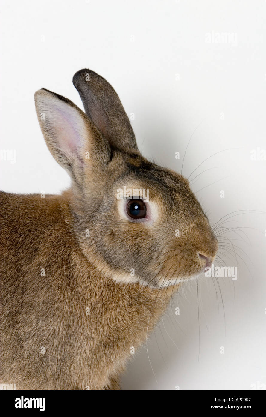 Domestic Pet Rabbit In Studio Setting. Vertical with some negative ...