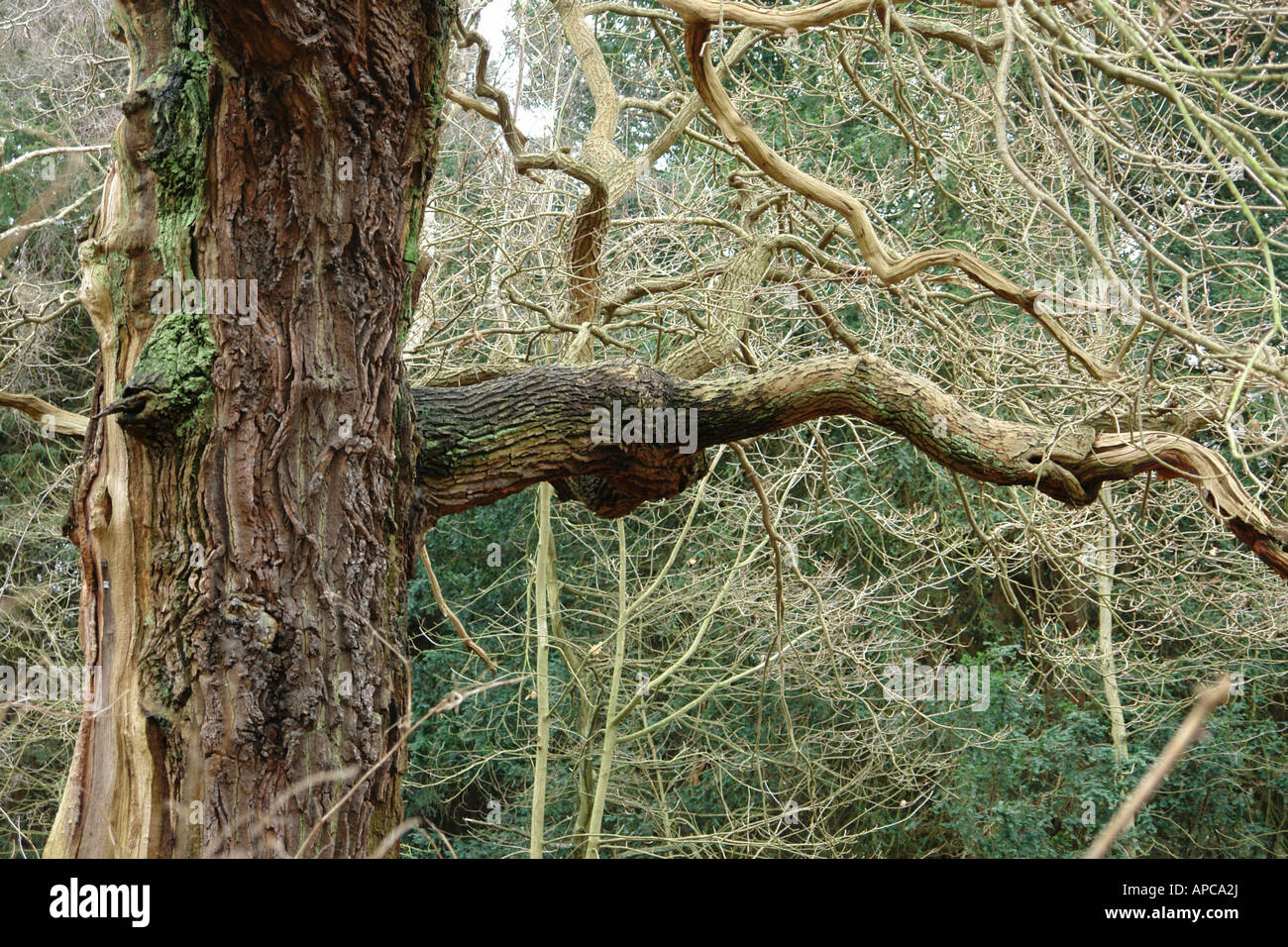 Sherwood Forest Country Park Edwinstowe Mansfield Nottinghamshire