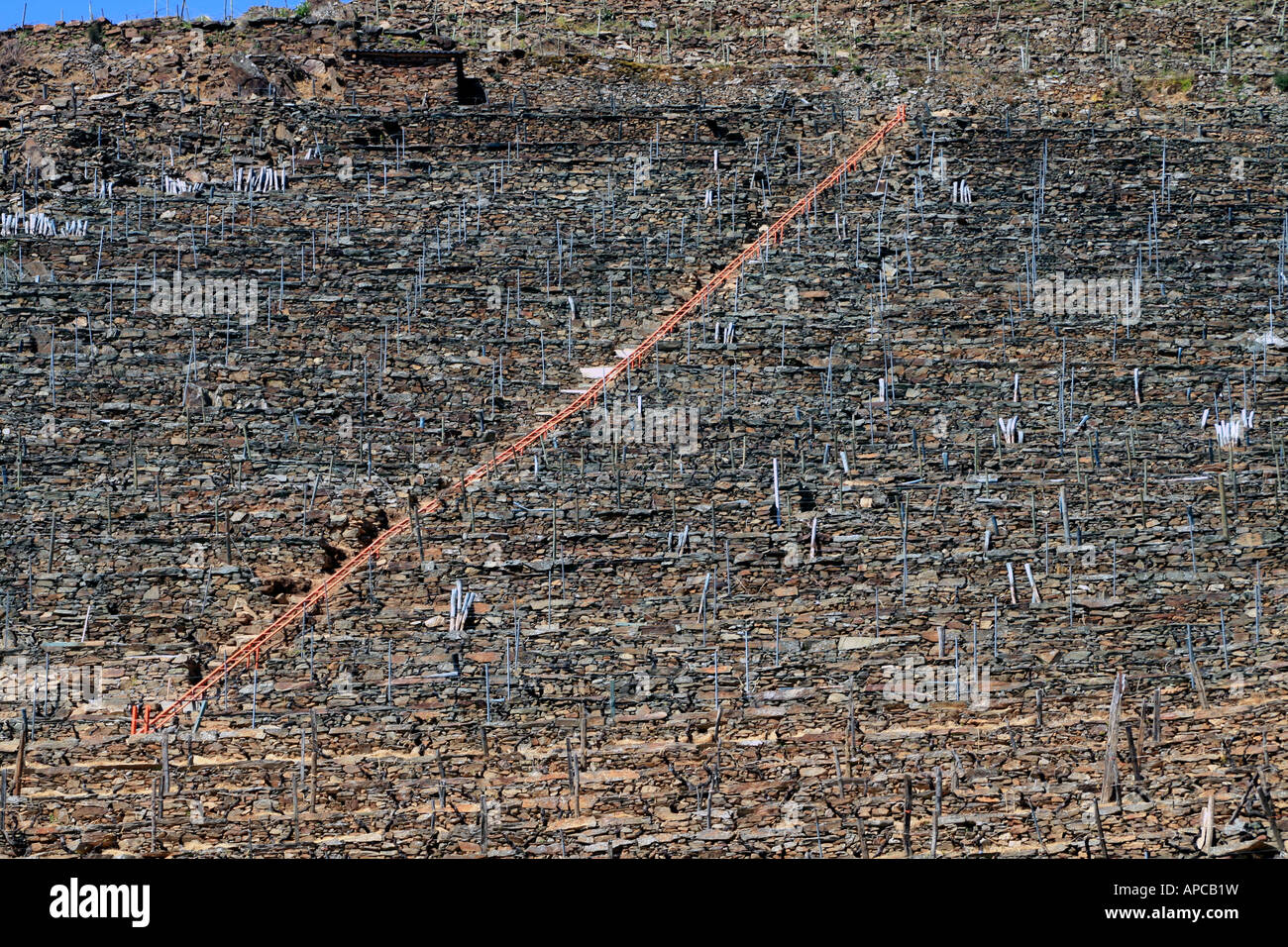 Terracing for vines, Ribeira Sacra, Galicia, Spain. The ladder is used to transport the grapes up the steep sides of the canyon. Stock Photo