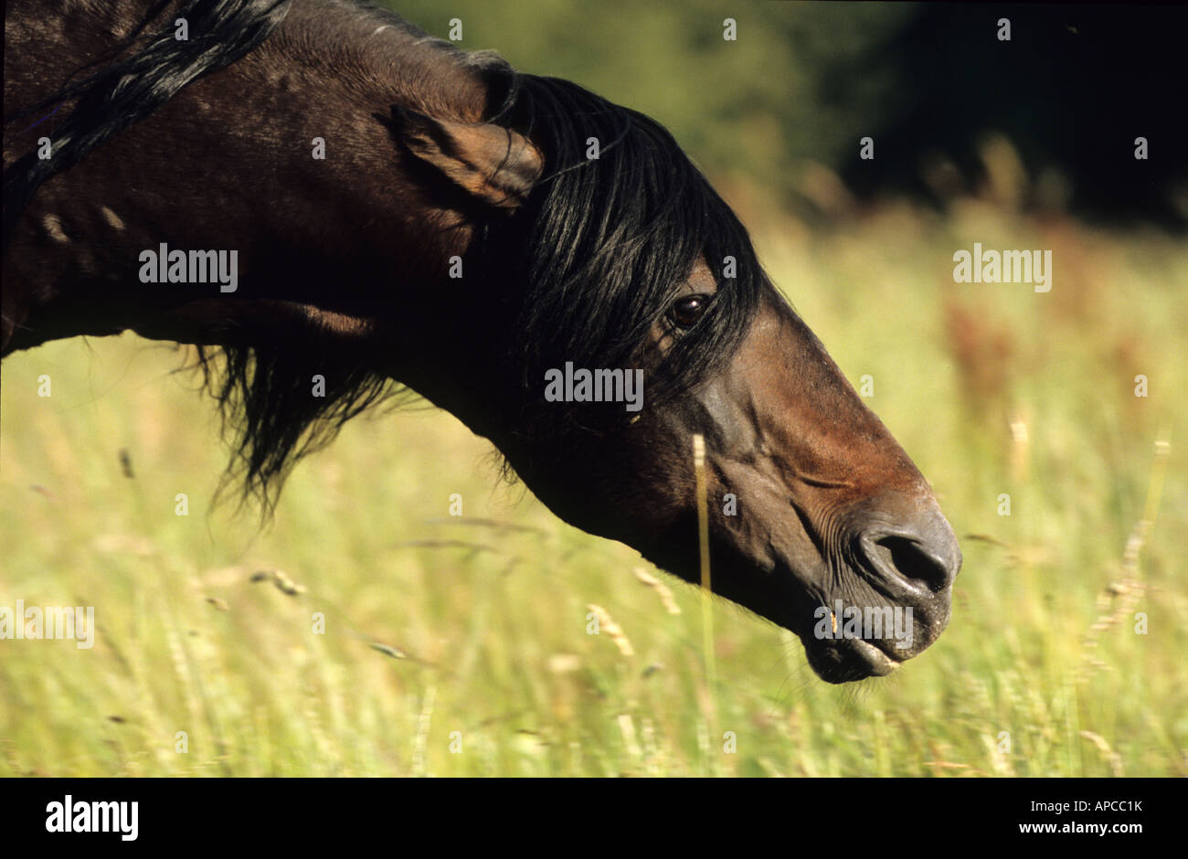 Mangalarga Marchador (Equus caballus), stallion threatening by putting its ears back Stock Photo