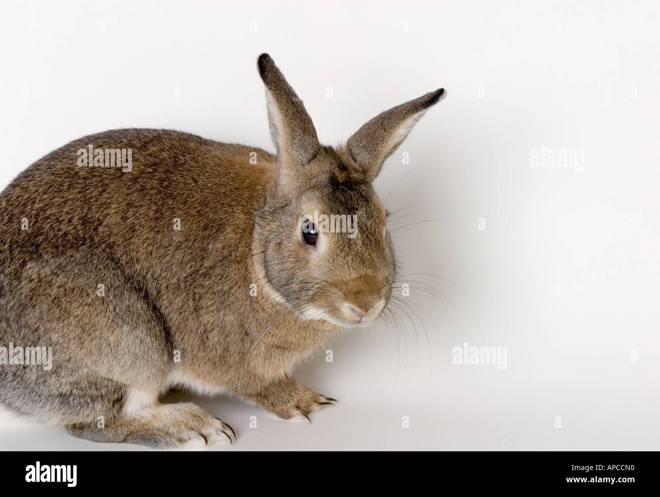 Domestic Pet Rabbit In Studio Setting. Lots of negative space ...