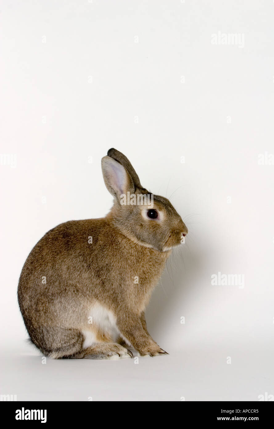 Regal pose hi-res stock photography and images - Alamy