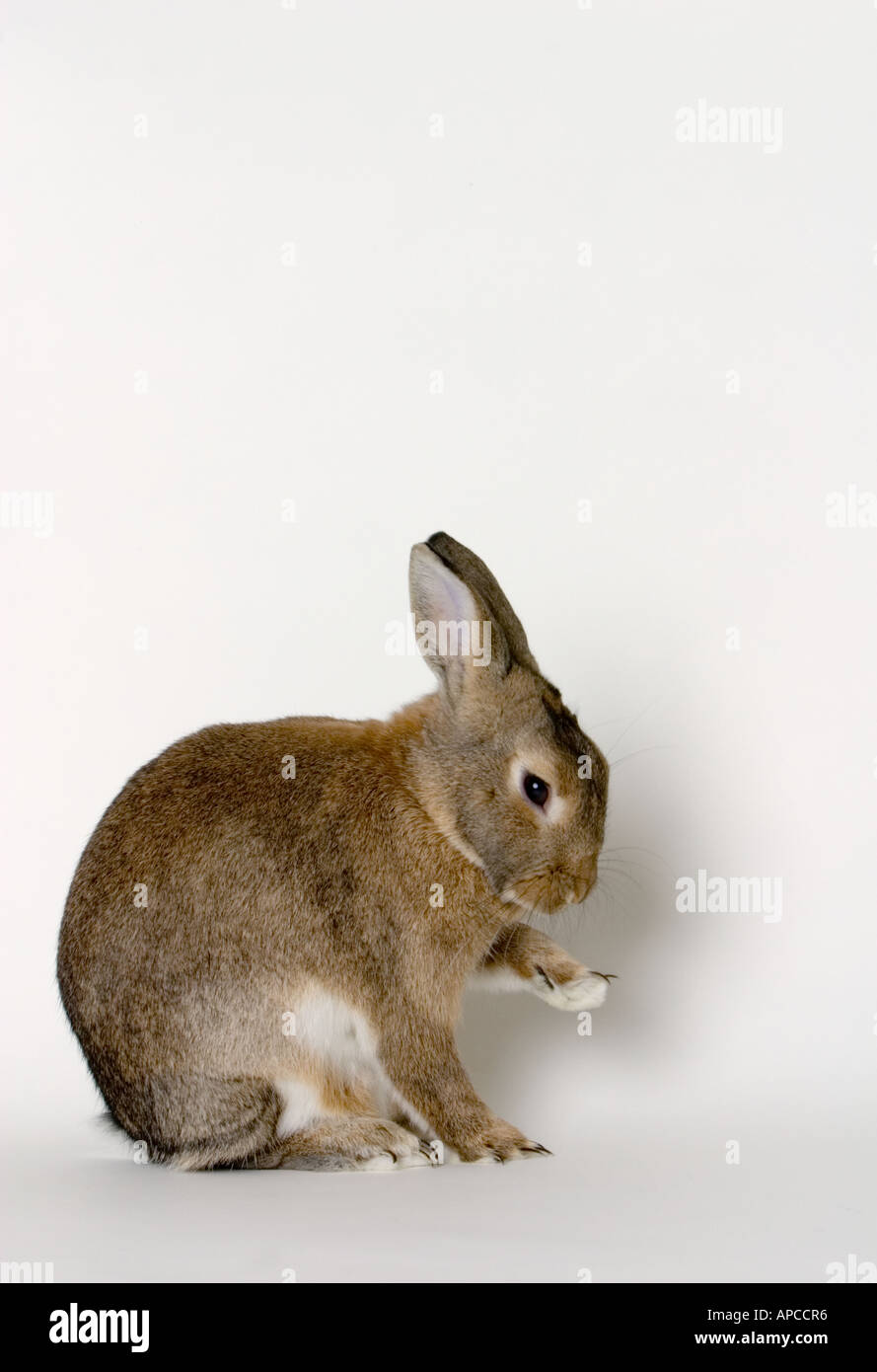 Domestic Pet Rabbit In Studio Setting, Vertical, side view grooming ...