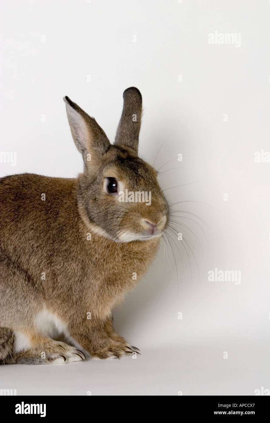 Domestic Pet Rabbit In Studio Setting, Vertical 3/4 shot to camera ...