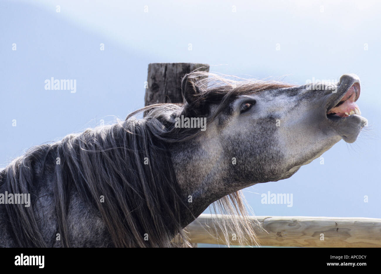 Andalusian Horse (Equus caballus), stallion doing the flehmen Stock Photo