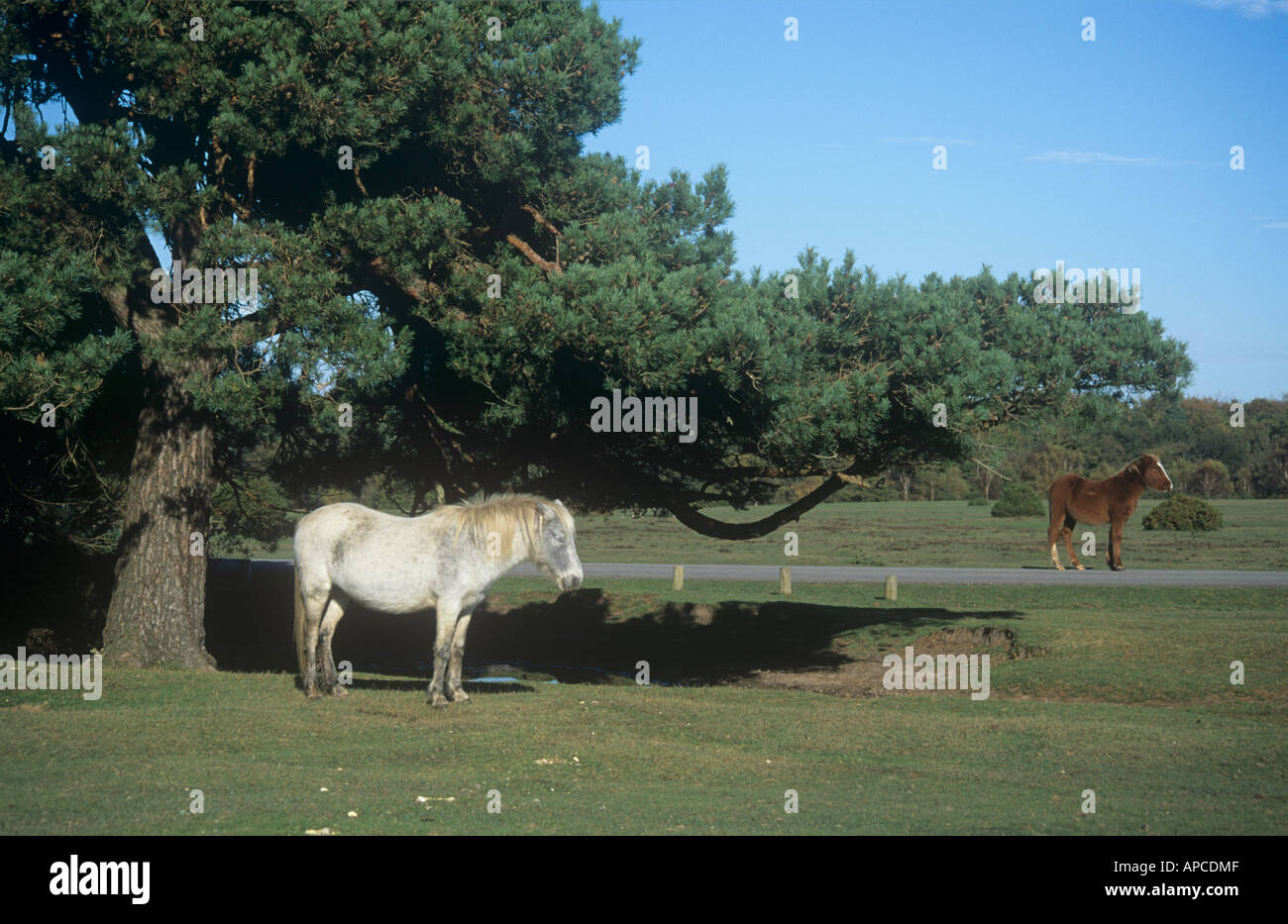 New park farm brockenhurst hi-res stock photography and images - Alamy