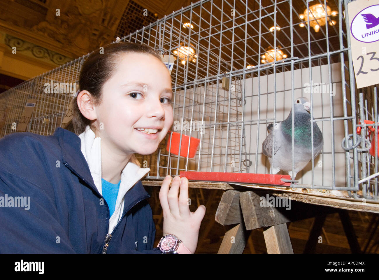 Pigeon show Stock Photo