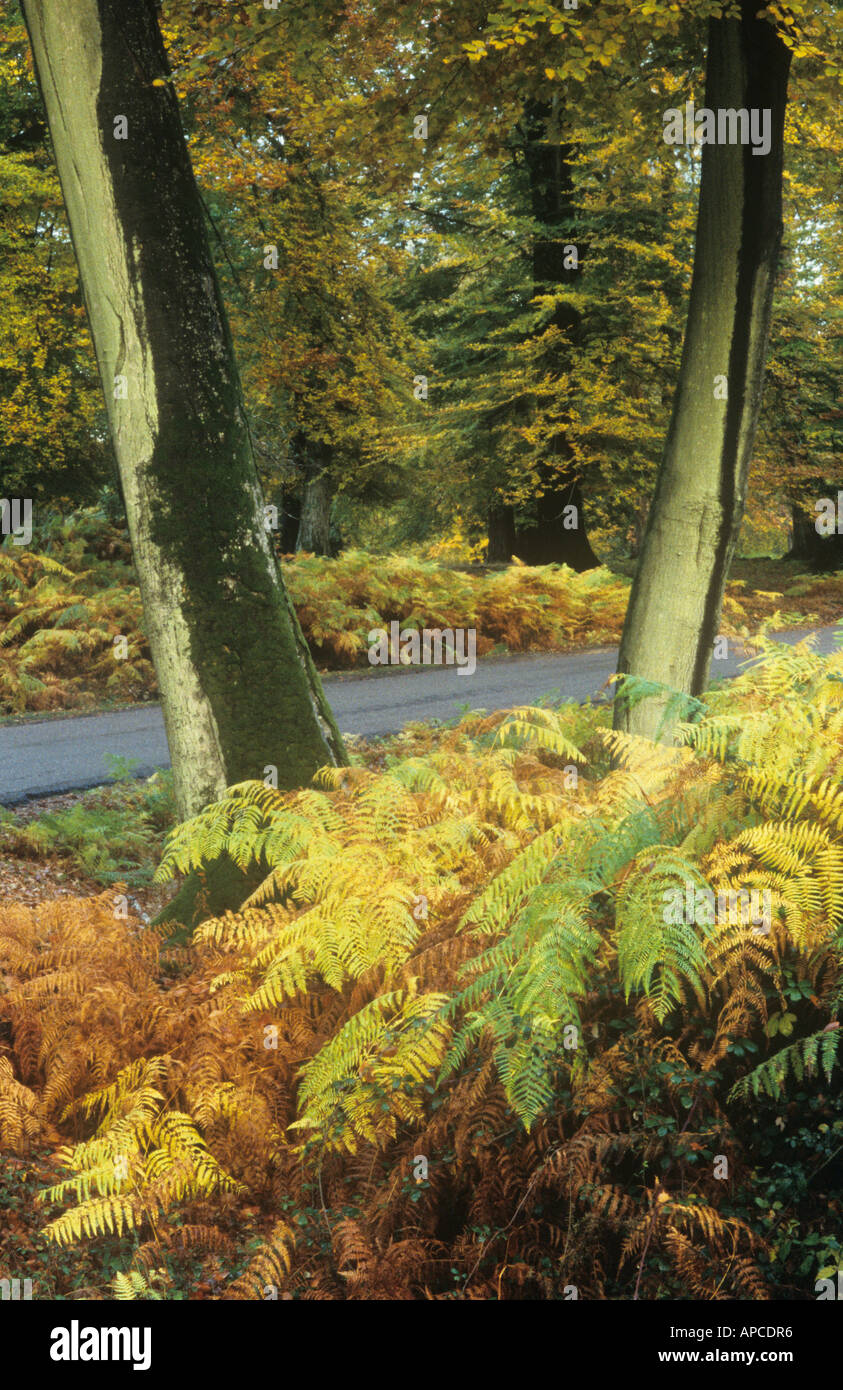 Autumn Beech and Bracken, Bolderwood Arboretum Ornamental Drive, nr