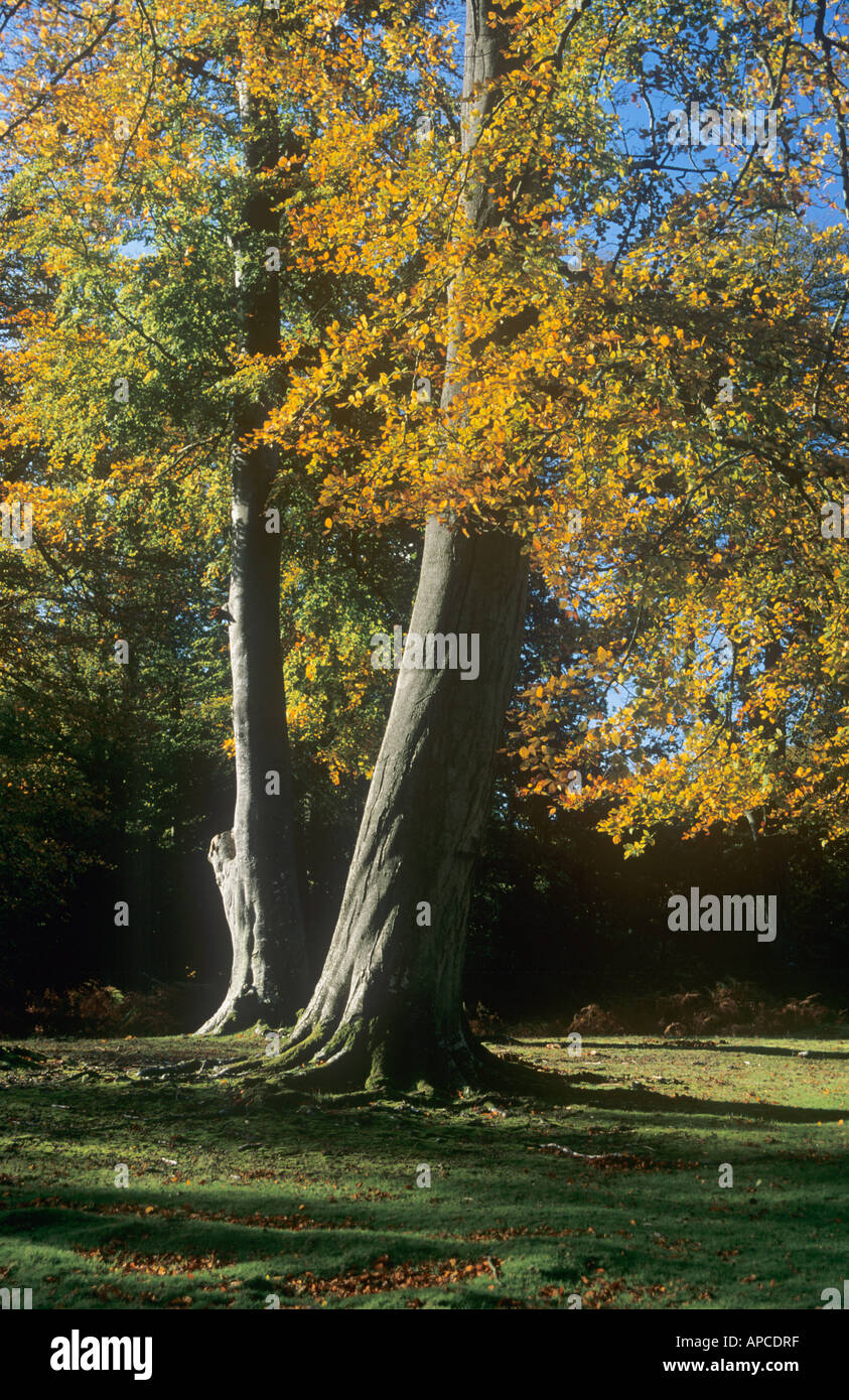 Autumn Beech Trees, Bolderwood Arboretum Ornamental Drive, near